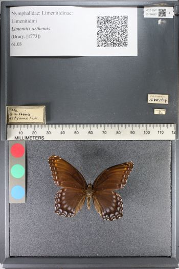 Media type: image;   Entomology 136667